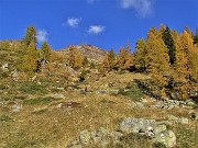 71 Proseguiamo la discesa su sentiero tra lariceti colorati d'autunno